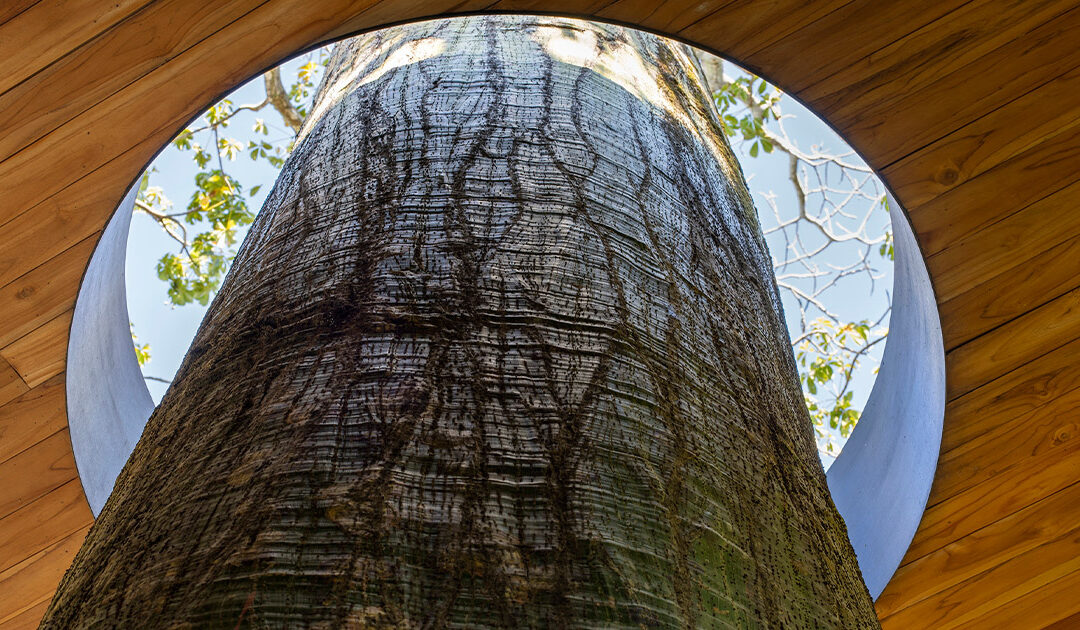 Biophilic Design