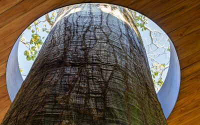 Biophilic Design